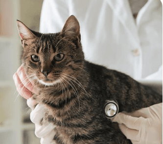Klinik Hewan